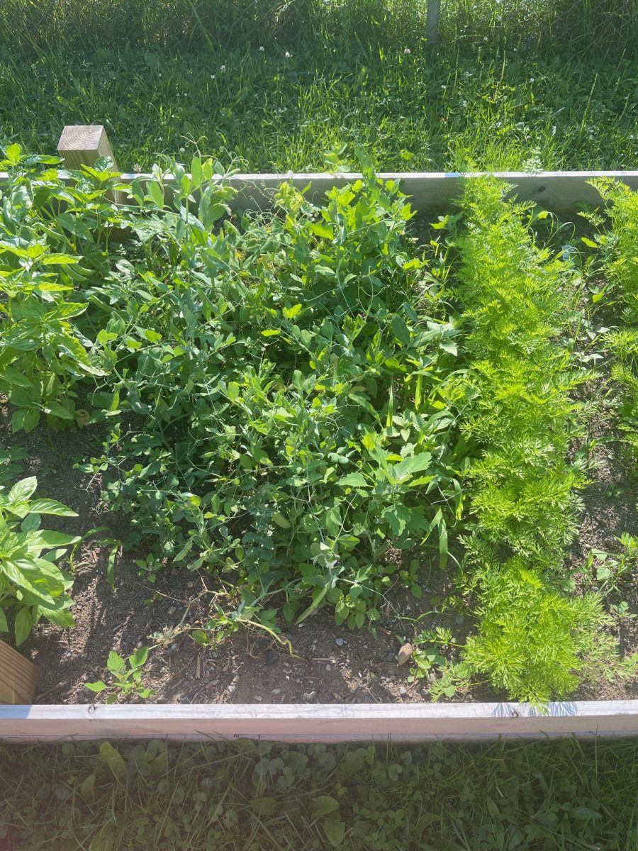 Photo of Paris's Garden there are carrots, basil, and snapped peas. 