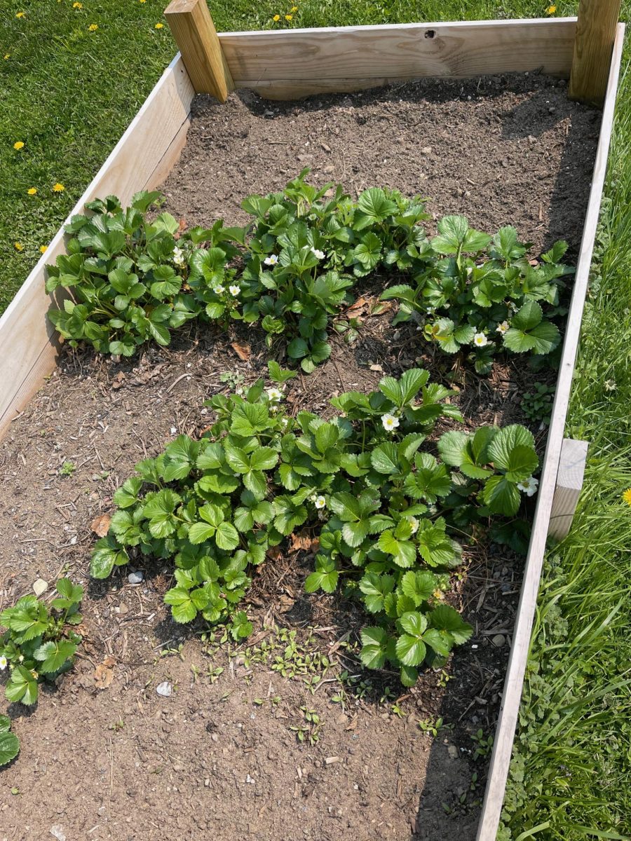 Photo of Paris's Garden of Strawberry plants growing. 