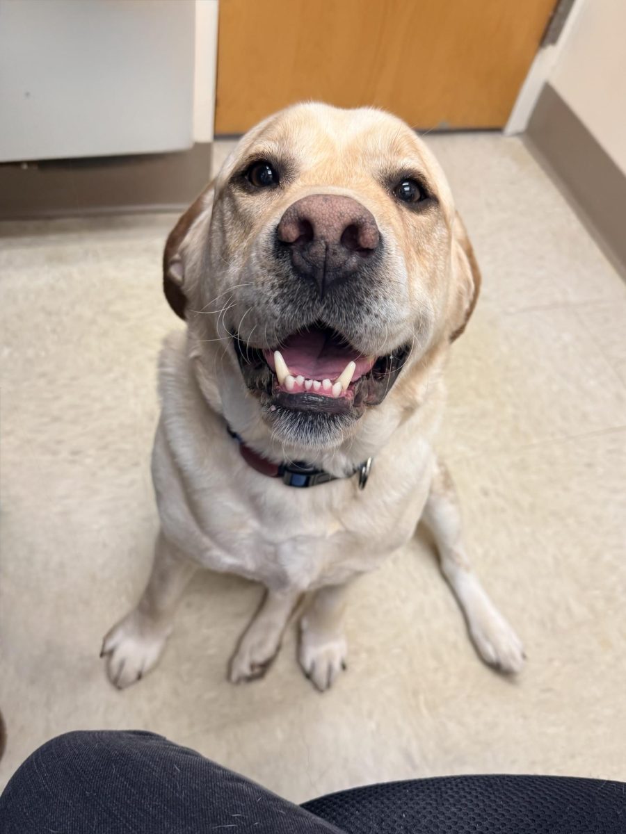 A therapy dog smiling away